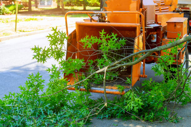 Tree and Shrub Care in Malabar, FL