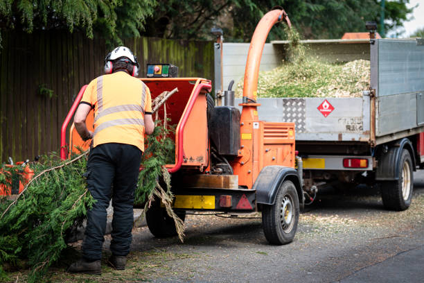 Reliable Malabar, FL Tree Care Services Solutions